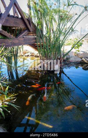 Piccolo ponte di legno sopra uno stagno con carpe e vegetazione lussureggiante Foto Stock