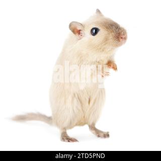 Curioso gerbil color crema in piedi sulle gambe posteriori, isolato su sfondo bianco Foto Stock