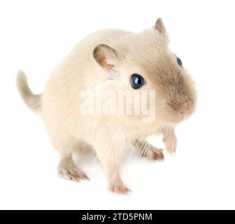 Primo piano di un giovane animale domestico gerbil che guarda verso l'alto, con un morbido cappotto color crema e occhi scuri, vista dall'alto isolata su sfondo bianco Foto Stock