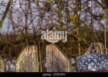 Passer montanus famiglia Passeridae genere Passer passero passero erasiatico passero tedesco Foto Stock