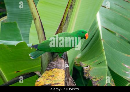 Papuan eclectus, Red-sided eclectus, New Guinea eclectus o Eclectus polychloros osservati a Waigeo nella Papua occidentale, Indonesia Foto Stock