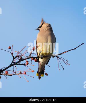 Cera di cedro, Bombycilla cedrorum, arroccato sul ramo, contro il cielo blu Foto Stock