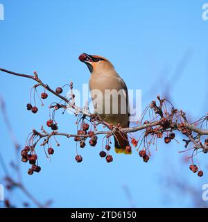 Bohemian Waxwing, Bombycilla garrulus, con visibile sottocoda arroccata su un ramo di albero che cattura un granchio e mela Foto Stock