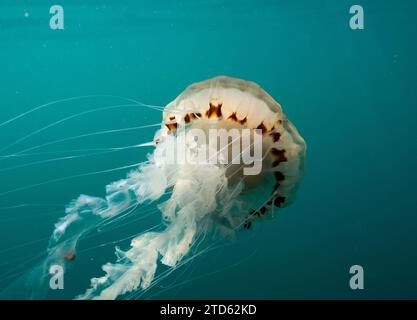 Bussola Jellyfish (Chrysaora hysoscella) galleggiante a mezz'acqua al largo delle isole britanniche Foto Stock