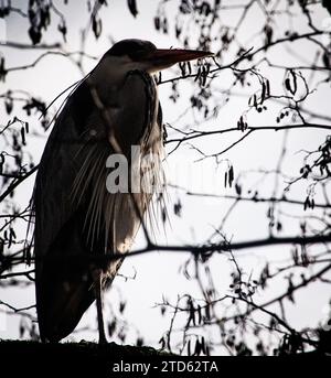 Vista dall'angolo basso dell'uccello che si aggirano sull'albero contro il cielo Foto Stock