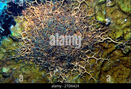 Giant Basket Star, Astrophyton muricatum, sott'acqua durante il giorno con le braccia ritratte. Foto Stock