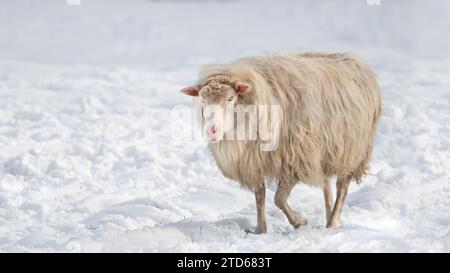 Una sola pecora che cammina nella neve in una soleggiata giornata invernale, sfondo bianco, spazio copiato, spazio negativo, orizzontale Foto Stock