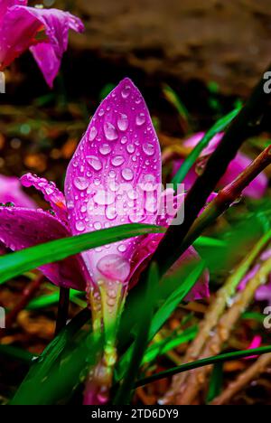 Nell'incantevole abbraccio mattutino di Arusha, Tanzania, un delicato giglio rosa emerge come simbolo della grazia della natura. I petali, baciati da un dolce raindr Foto Stock