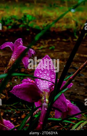 Nell'incantevole abbraccio mattutino di Arusha, Tanzania, un delicato giglio rosa emerge come simbolo della grazia della natura. I petali, baciati da un dolce raindr Foto Stock