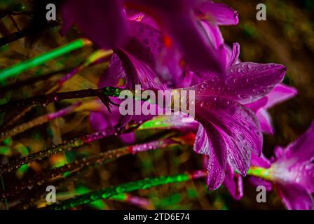 Nell'incantevole abbraccio mattutino di Arusha, Tanzania, un delicato giglio rosa emerge come simbolo della grazia della natura. I petali, baciati da un dolce raindr Foto Stock