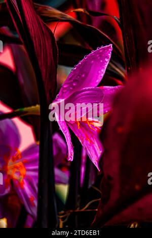 Nell'incantevole abbraccio mattutino di Arusha, Tanzania, un delicato giglio rosa emerge come simbolo della grazia della natura. I petali, baciati da un dolce raindr Foto Stock