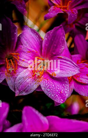 Nell'incantevole abbraccio mattutino di Arusha, Tanzania, un delicato giglio rosa emerge come simbolo della grazia della natura. I petali, baciati da un dolce raindr Foto Stock