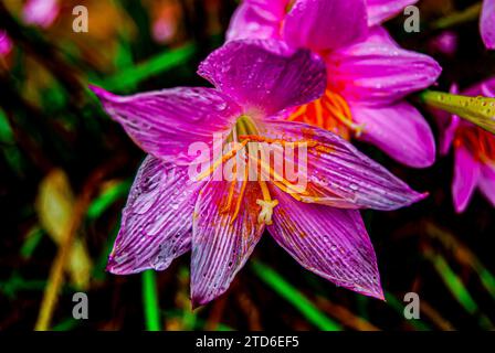 Nell'incantevole abbraccio mattutino di Arusha, Tanzania, un delicato giglio rosa emerge come simbolo della grazia della natura. I petali, baciati da un dolce raindr Foto Stock