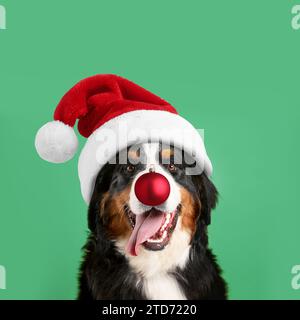 Adorabile cane con il cappello di Babbo Natale con il naso della palla di Natale rossa su sfondo acquamarino Foto Stock