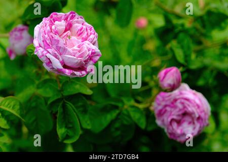 Vienna Austria - Giardino delle rose - Giardino del popolo - fioritura del cespuglio di fiori di rosa Foto Stock