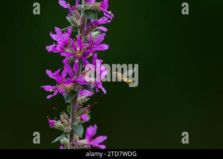 Hoverfly (syrphus ribesii) nctaring on Purple Loosestrife, Regno Unito Foto Stock