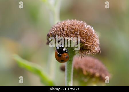 Coccinella Seven-Spotted su comuni Fleabane, UK. Settembre Foto Stock