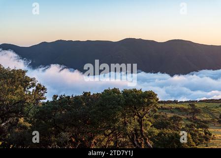 Altopiano montano di Paul da Serra da Fanal a Madeira durante la serata primaverile Foto Stock