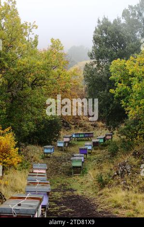 Variopinta fila di alveari nel Parco dell'Etna, Adrano, Sicilia, Italia Foto Stock