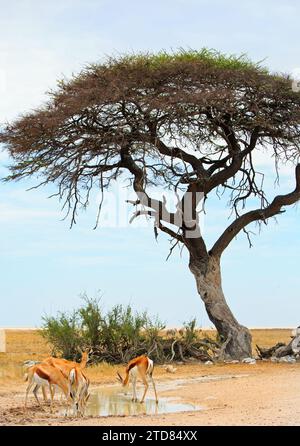 Springbok bere froma un piccolo pozzetto d'acqua sotto un alto albero di acacia Foto Stock