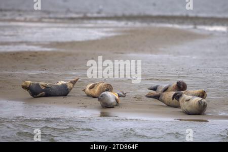 Bob di foche riposa sulla Sand Bank sull'isola di Fano, Danimarca Foto Stock