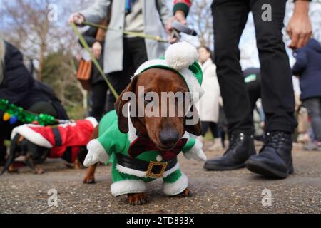 Dachshunds all'annuale Hyde Park Sausage Walk, a Hyde Park, Londra, mentre i ballerini e i loro proprietari si incontrano per festeggiare il Natale, con molti dei cani da salsiccia in abiti eleganti. Data foto: Domenica 17 dicembre 2023. Foto Stock