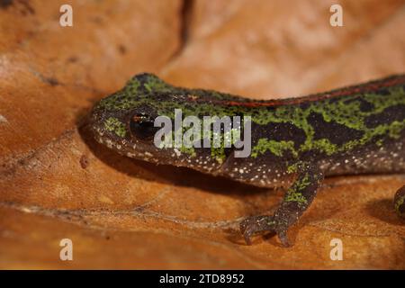 Primo piano su un giovane dell’Europan, salamandra marmorizzata portoghese, Triturus pygmaeus, in pericolo di estinzione Foto Stock