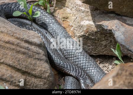 serpente velenoso che strisciava tra rocce Foto Stock