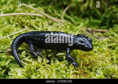 Primo piano sulla salamandra alpina nera a carbone, la Salamandra atra nelle Alpi Carinzie austriache Foto Stock