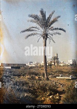 Casablanca, Marocco parte del cimitero musulmano, Habitat, architettura, religione, Tomba, cimitero, palme, Palmeraie, architettura funeraria, Islam, minareto, architettura religiosa, Marocco, Casablanca, cimitero musulmano, Casablanca, 01/12/1912 - 31/12/1912, Passet, Stéphane, fotografo, 1912-1913 - Maroc - Stéphane Passet - (dicembre-gennaio), Autochrome, Photo, Glass, Autochrome, foto, positivo, verticale, dimensioni 9 x 12 cm Foto Stock