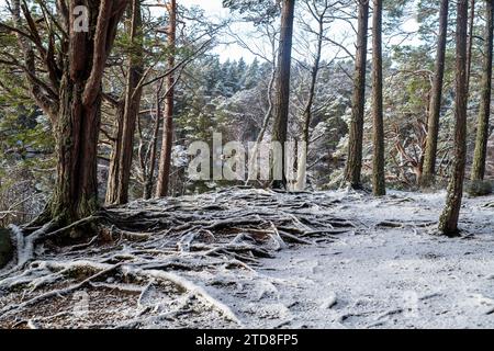 Pini scozzesi lungo il Loch Garten nella neve. Highlands, Scozia Foto Stock