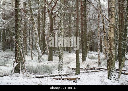 Pini scozzesi lungo il Loch Garten nella neve. Highlands, Scozia Foto Stock