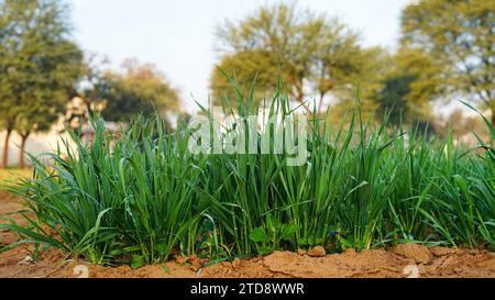 Germogli giovani di frumento o orzo, vista ravvicinata. Messa a fuoco selettiva. Erba germogliata giovane per i gatti al coperto da gustare, mangiare, sgranocchiare o pascolare. Frumento, avena o. Foto Stock