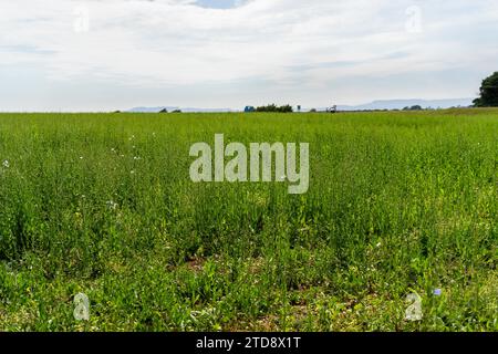 Piante alte di cicoria verde in un campo in primavera Foto Stock