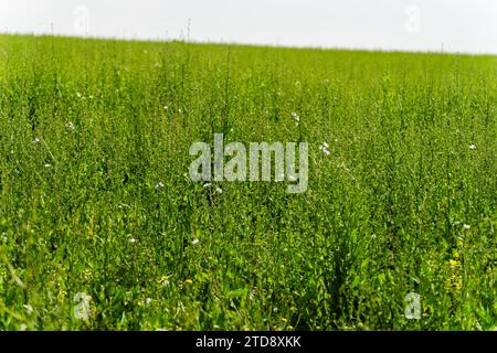 Piante alte di cicoria verde in un campo in primavera Foto Stock