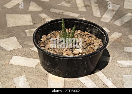 una piccola pianta di aloe vera che cresce in una ciotola di plastica nera Foto Stock