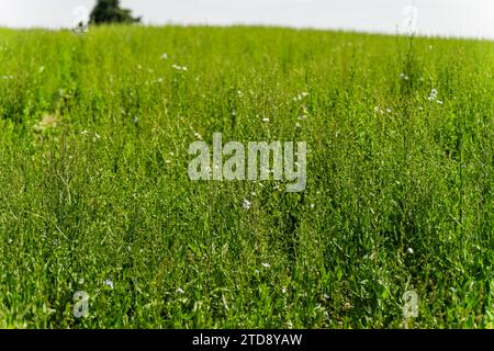 Piante alte di cicoria verde in un campo in primavera Foto Stock