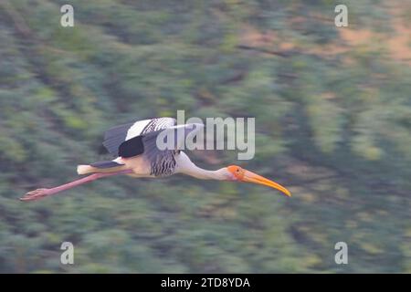 Cicogna dipinta (Mycteria leucocephala) in volo, Parco Nazionale di Sultanpur e riserva ornitologica, Delhi, India. Foto Stock