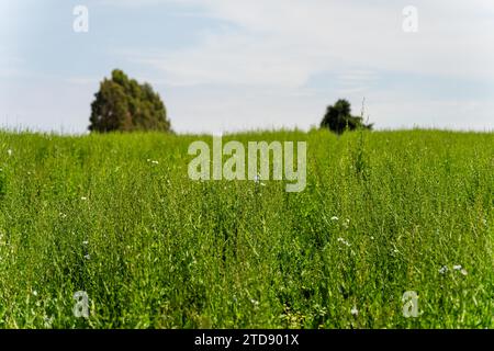Piante alte di cicoria verde in un campo in primavera Foto Stock