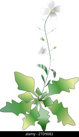 Arabidopsis lyrata fiore Illustrazione Vettoriale