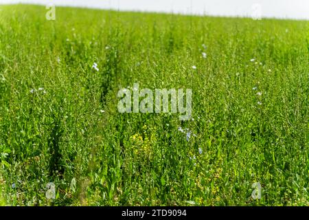 Piante alte di cicoria verde in un campo in primavera Foto Stock