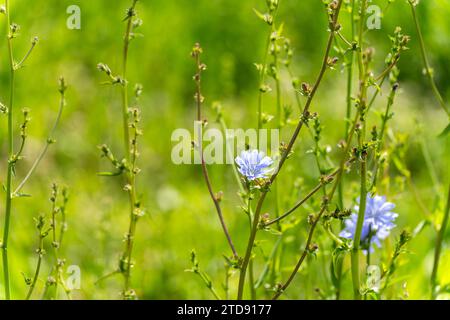 Piante alte di cicoria verde in un campo in primavera Foto Stock