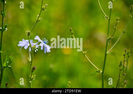 Piante alte di cicoria verde in un campo in primavera Foto Stock