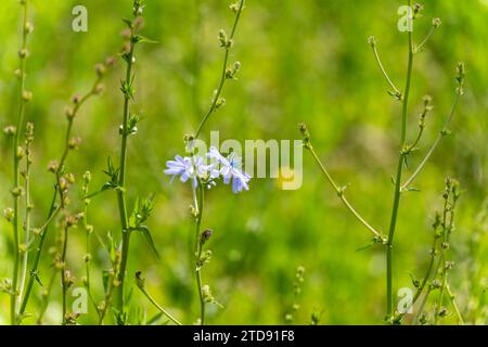 Piante alte di cicoria verde in un campo in primavera Foto Stock