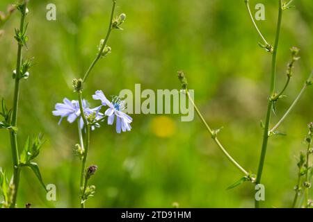 Piante alte di cicoria verde in un campo in primavera Foto Stock