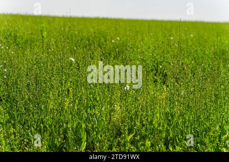 Piante alte di cicoria verde in un campo in primavera Foto Stock
