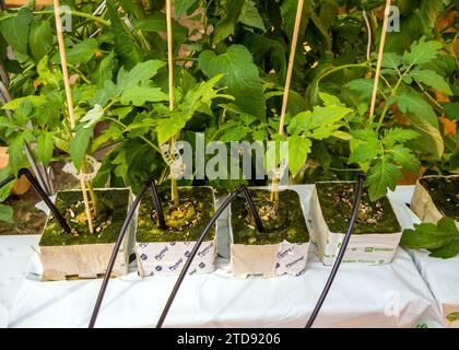 Voronezh, Russia - 10 settembre 2021: Coltivazione di piantine mediante irrigazione a goccia Foto Stock