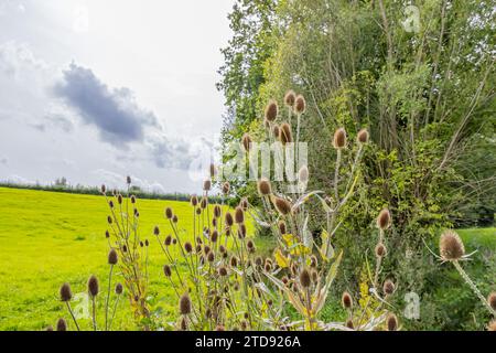 Tesello o pianta selvatica di Dipsacus con i loro fiori secchi, alberi verdi a foglia e pianura della valle con erba verde su sfondo grigio sfocato, soleggiato Foto Stock