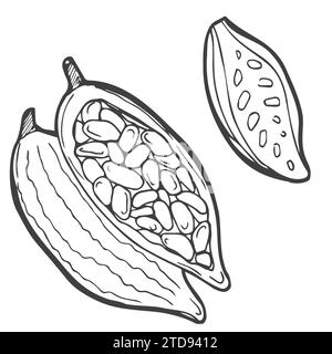 Schizzo delle piante di cacao. Illustrazione disegnata a mano convertita Illustrazione Vettoriale