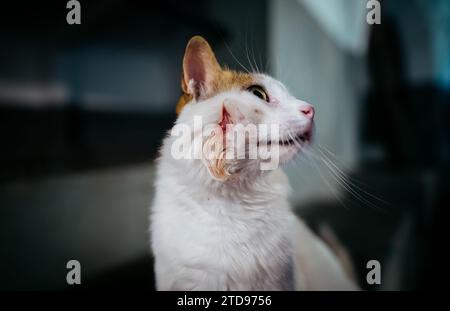 Solitario gatto senza casa per strada. Foto Stock
